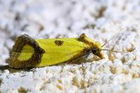 Agapeta zoegana