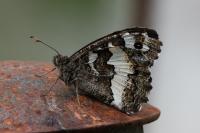 Brintesia circe