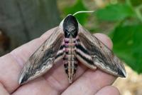 Sphinx ligustri