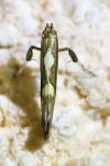Calybites phasianipennella