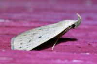 Macrochilo cribrumalis