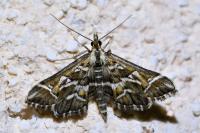 Diasemia reticularis