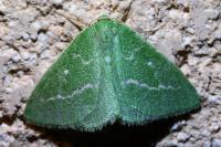 Thetidia smaragdaria
