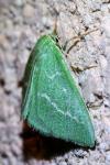 Thetidia smaragdaria