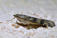 Nomophila noctuella