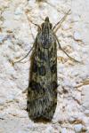 Nomophila noctuella