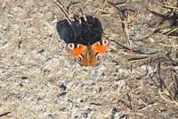 Aglais io