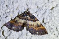 Earophila badiata