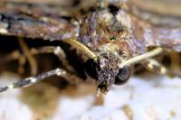 Earophila badiata