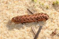 Lycophotia porphyrea