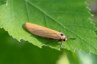 Wittia sororcula