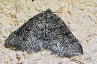 Aleucis distinctata