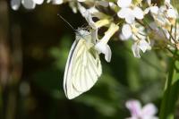 Pieris napi