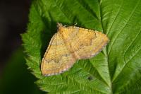Camptogramma bilineata
