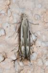 Isophrictis lineatella