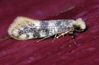 Infurcitinea