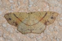 Cyclophora punctaria