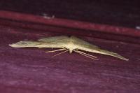 Cyclophora punctaria