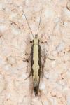 Plutella xylostella