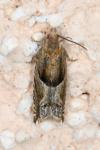Ancylis comptana