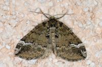 Perizoma lugdunaria