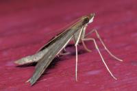 Dolicharthria punctalis
