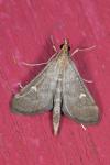 Dolicharthria punctalis