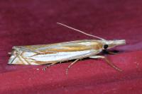 Crambus pascuella