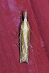 Crambus pascuella