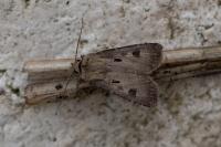 Agrotis exclamationis