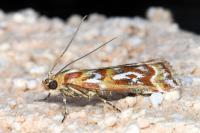 Acrobasis porphyrella
