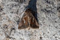 Macdunnoughia confusa
