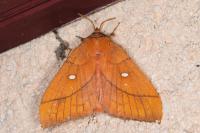Odonestis pruni