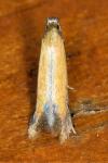 Coptotriche marginea