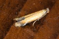 Coptotriche marginea