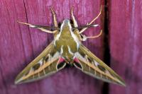 Hyles livornica