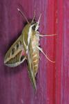 Hyles livornica