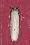 Pelosia muscerda