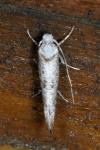 Paraswammerdamia albicapitella