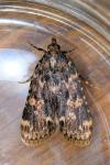 Aglossa caprealis