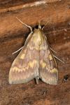 Ostrinia nubilalis
