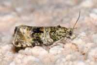 Celypha lacunana