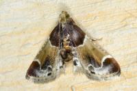 Pyralis farinalis