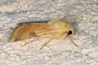 Heliothis peltigera