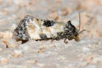 Cochylis dubitana