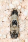 Cochylis dubitana