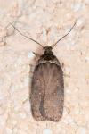 Agonopterix cnicella