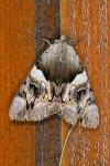 Catocala fulminea