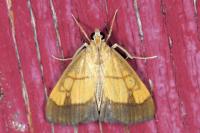 Evergestis limbata