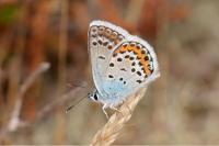 Plebejus argus